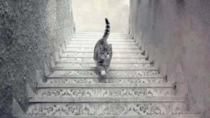 კატა კიბეზე ადის, თუ ქვემოთ ჩადის? – ოპტიკური ილუზია, რომელიც გეტყვით, ბუნებით ოპტიმისტი ხართ, თუ პესიმისტი